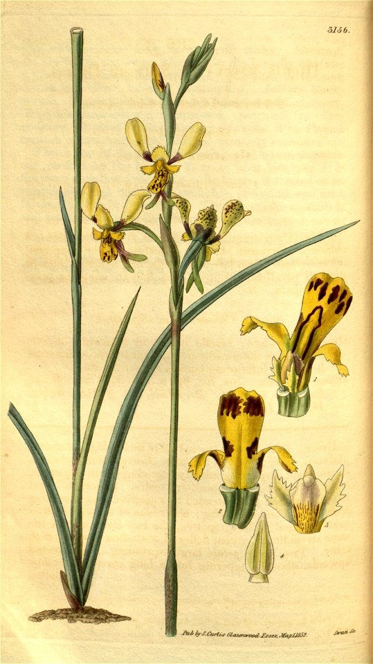 Diuris maculata - Curtis' 59 (N.S. 6) pl. 3156 (1832)
