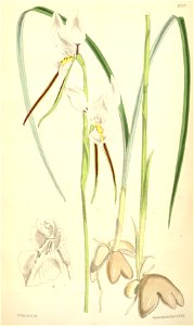 Diuris alba - Curtis' 101 (Ser. 3 no. 31) pl. 6201 (1875). Free illustration for personal and commercial use.