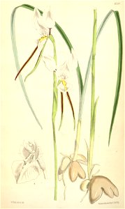 Diuris alba - Curtis' 101 (Ser. 3 no. 31) pl. 6201 (1875)