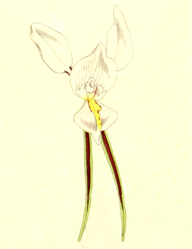 Diuris alba - Curtis' 101 - cut out from pl. 6201 (1875)