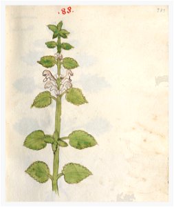 183 Auslasser Lamium album