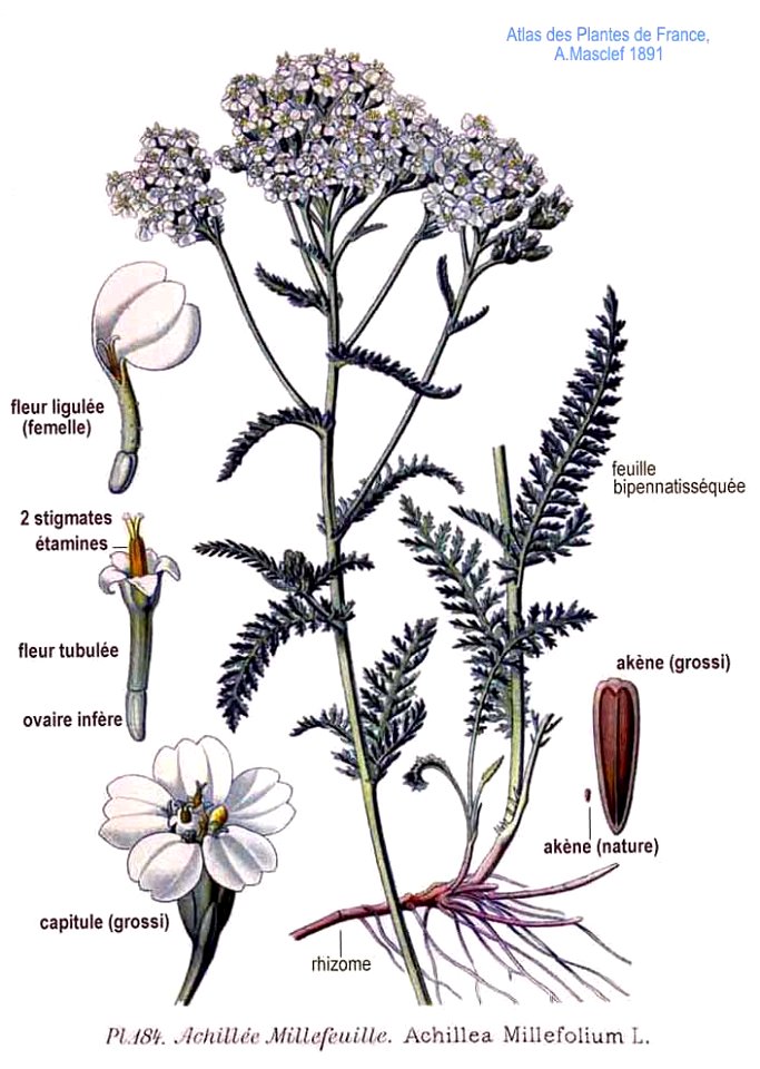 184 Achillea millefolium L