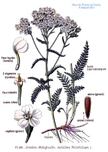 184 Achillea millefolium L