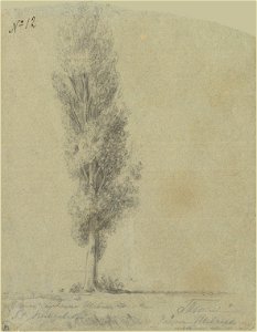 1840 - Shevchenko - Petrovs'kij - Topolia