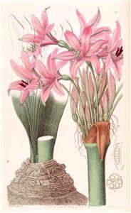 1842 Brunsvigia grandiflora