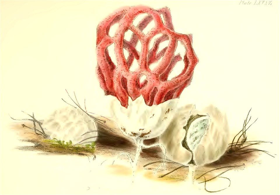 1847 Clathrus ruber