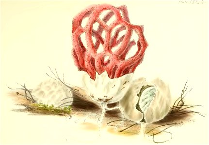 1847 Clathrus ruber. Free illustration for personal and commercial use.