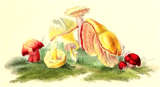 1847 Hygrocybe coccinea. Free illustration for personal and commercial use.