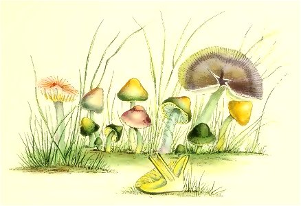 1847 Hygrocybe psittacina. Free illustration for personal and commercial use.