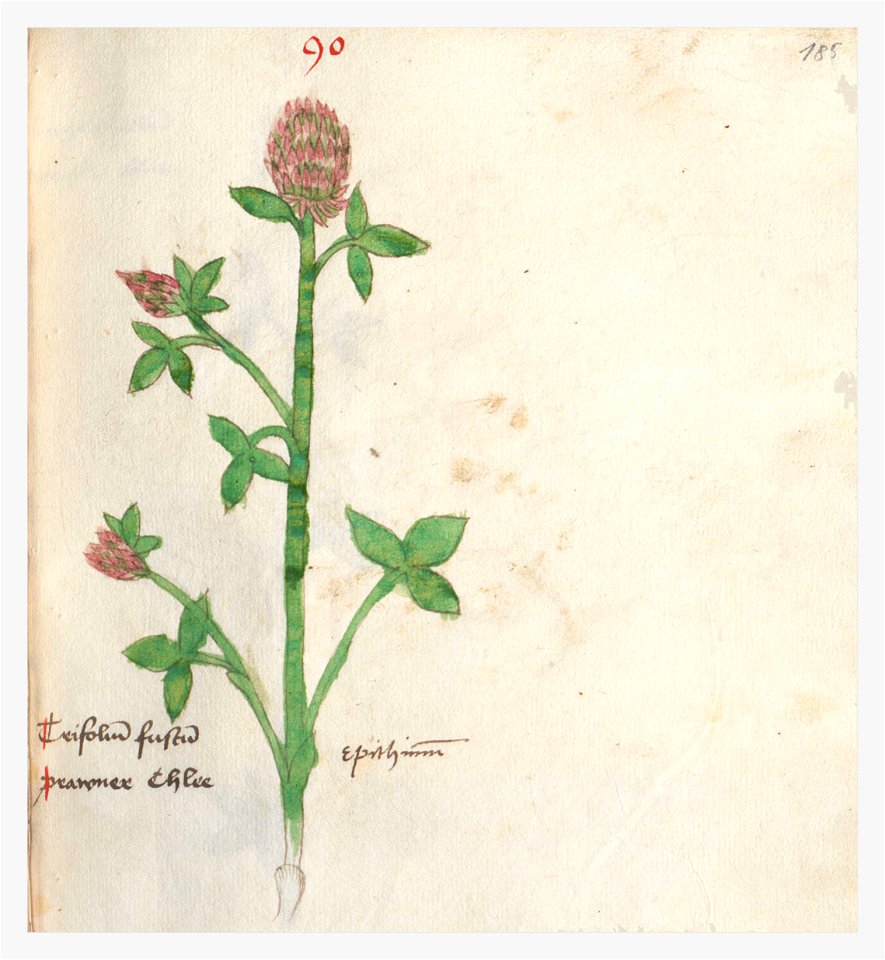 185 Auslasser Trifolium pratense