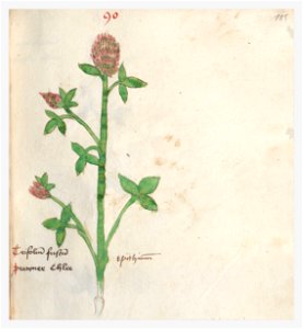 185 Auslasser Trifolium pratense