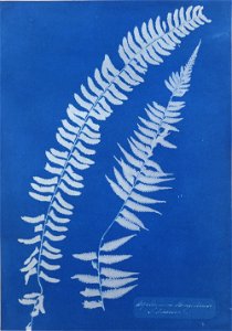 Anna Atkins - Asplenium Braziliense, S. America - Google Art Project