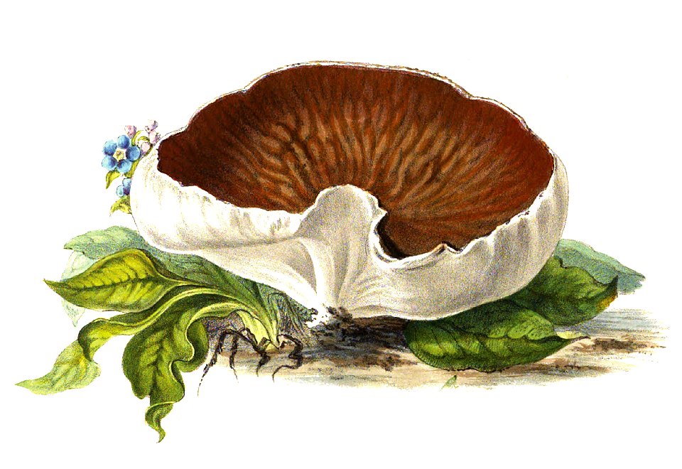 1865 Disciotis venosa