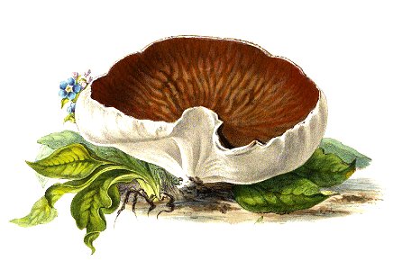 1865 Disciotis venosa