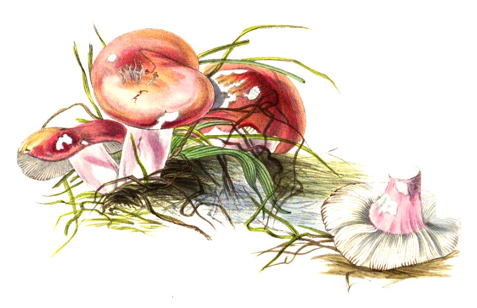 1865 Russula lepida. Free illustration for personal and commercial use.