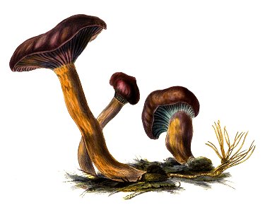 1865 Chroogomphus rutilus