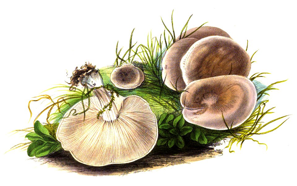 1865 Melanoleuca subpulverulenta