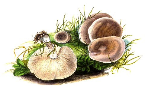 1865 Melanoleuca subpulverulenta. Free illustration for personal and commercial use.