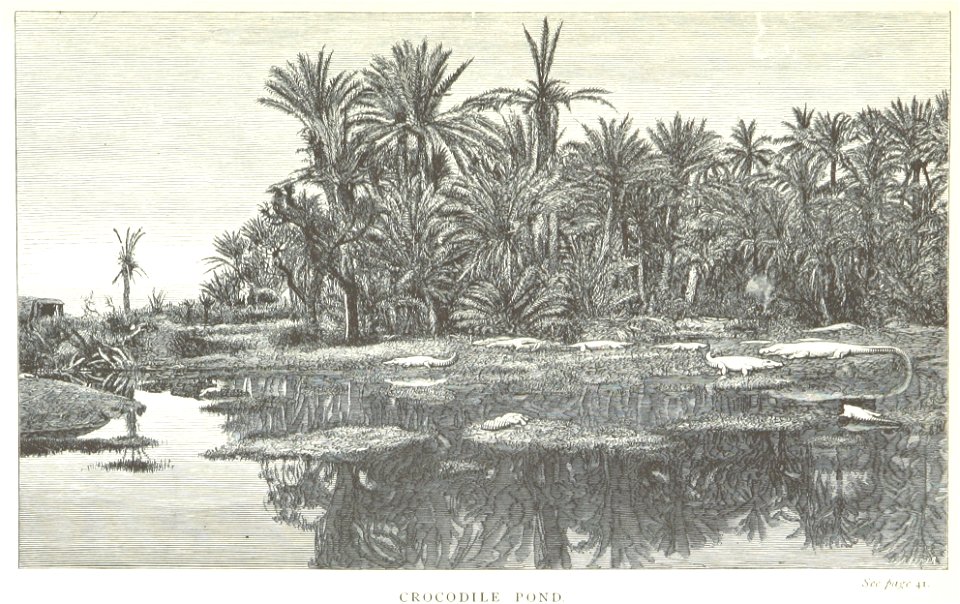 ADAMS(1867) CROCODILE POND
