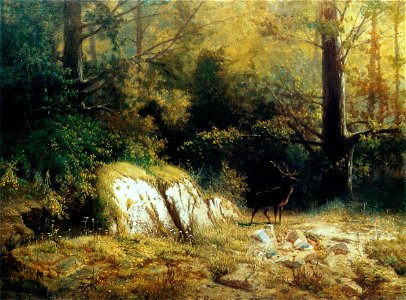 Brzozowski Forest landscape