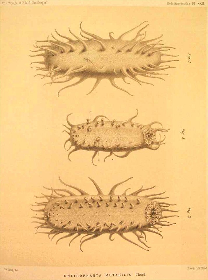 1882-Theel22