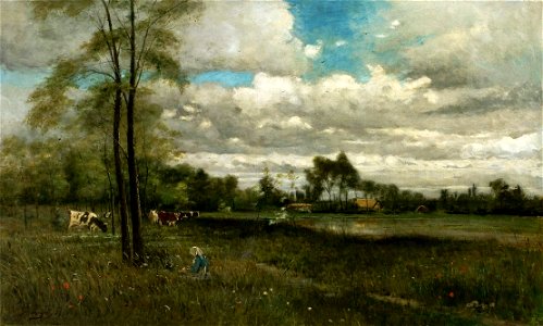Spányi Glade with grazing cattle