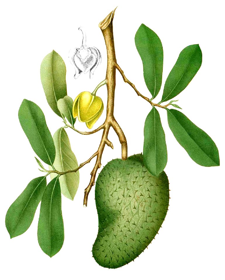 Annona muricata Blanco1.196-cropped