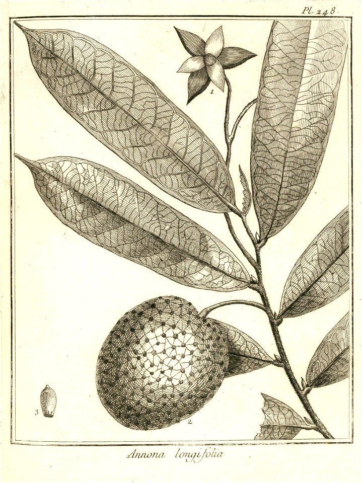 Annona longifolia Aublet 1775 pl 248