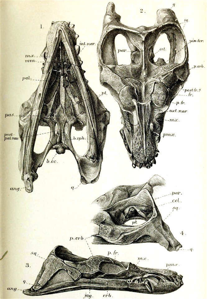Anningasaura