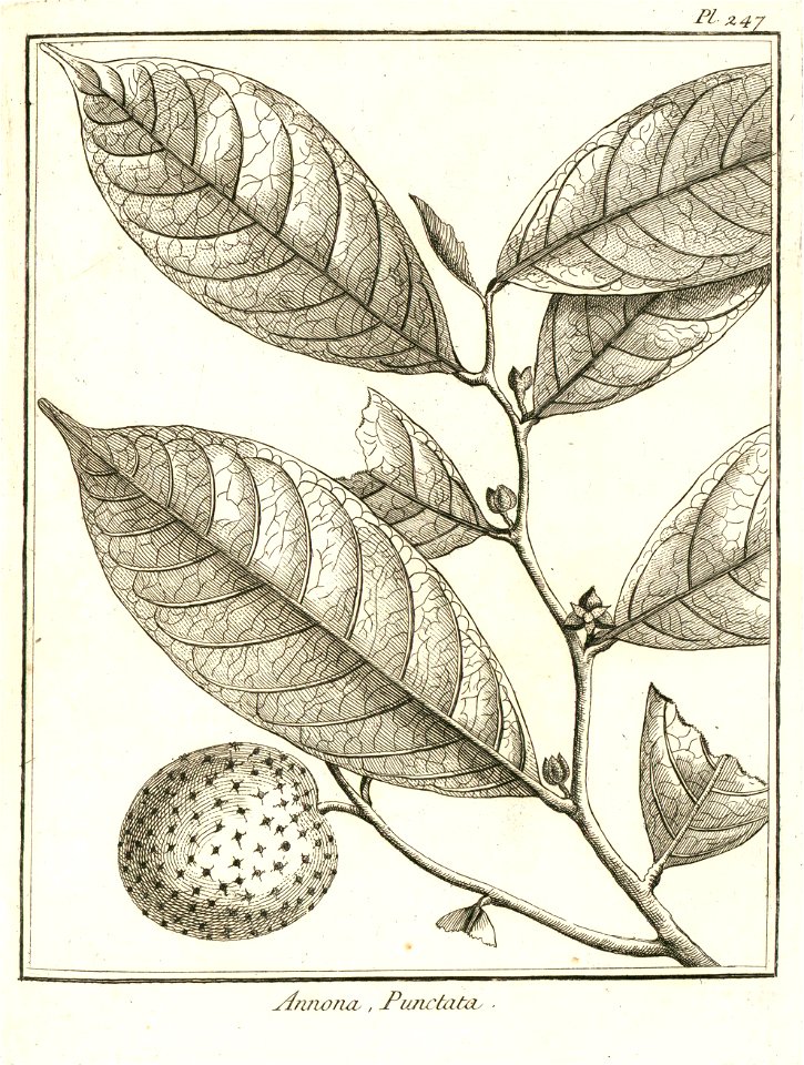 Annona punctata Aublet 1775 pl 247