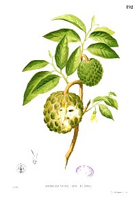 Annona squamosa Blanco1.192