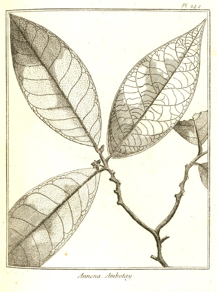 Annona ambotay Aublet 1775 pl 249