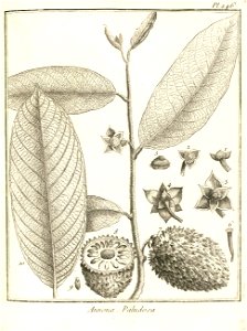 Annona paludosa Aublet 1775 pl 246