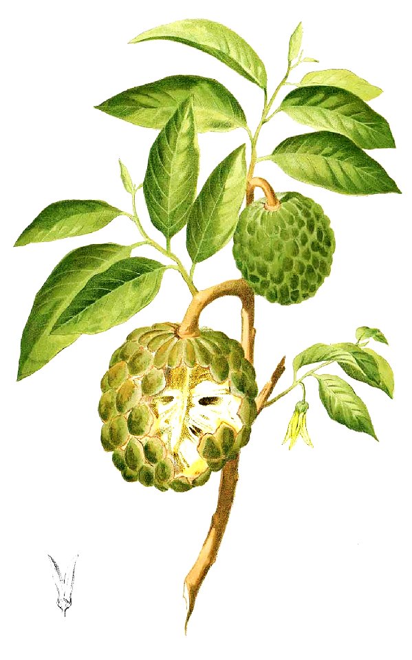 Annona squamosa Blanco1.192-cropped