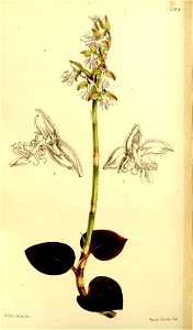 Anoectochilus setaceus (var. inornatus) - Curtis' 86 (Ser. 3 no. 16) pl. 5208 (1860)