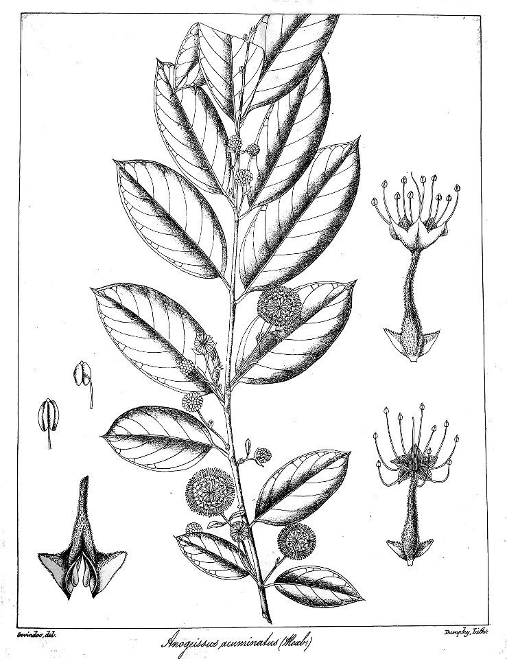 Anogeissus acuminata Govindoo
