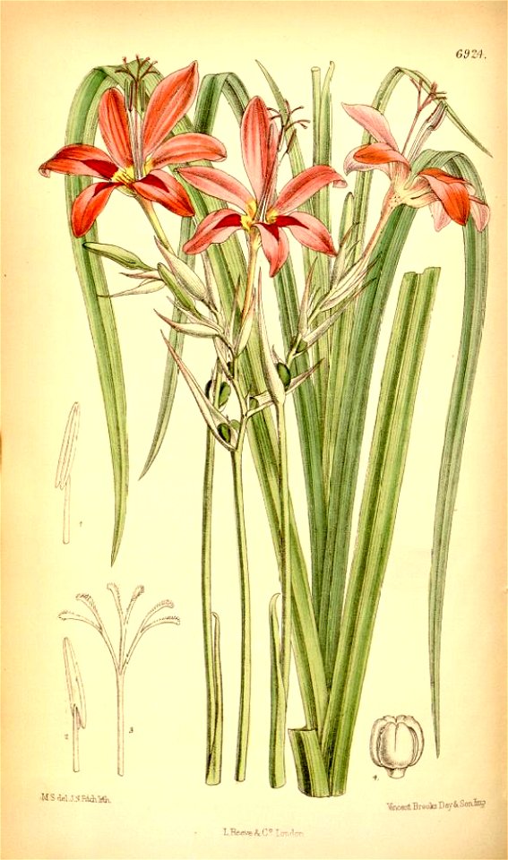 Anomatheca grandiflora