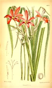 Anomatheca grandiflora
