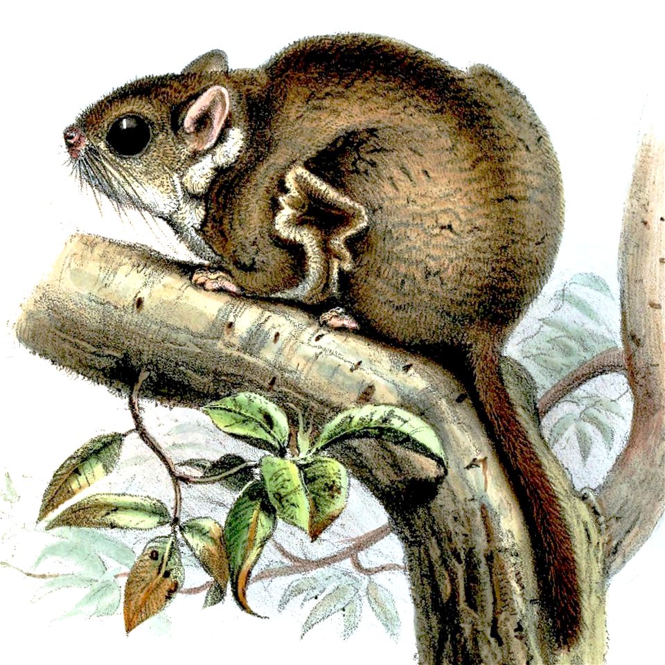 Anomalurus beecrofti
