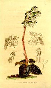 Anoectochilus setaceus