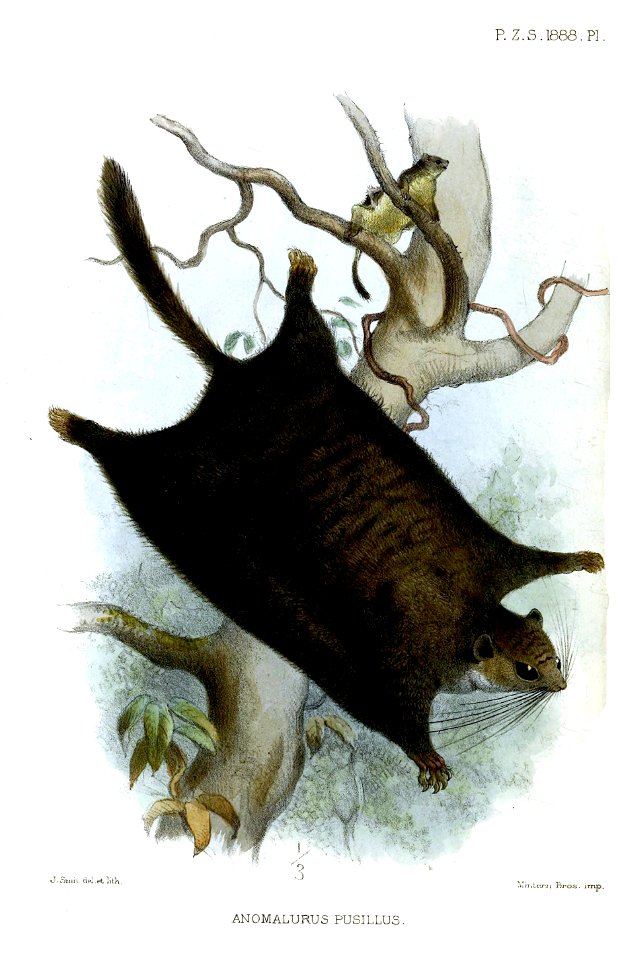 AnomalurusPusillusSmit