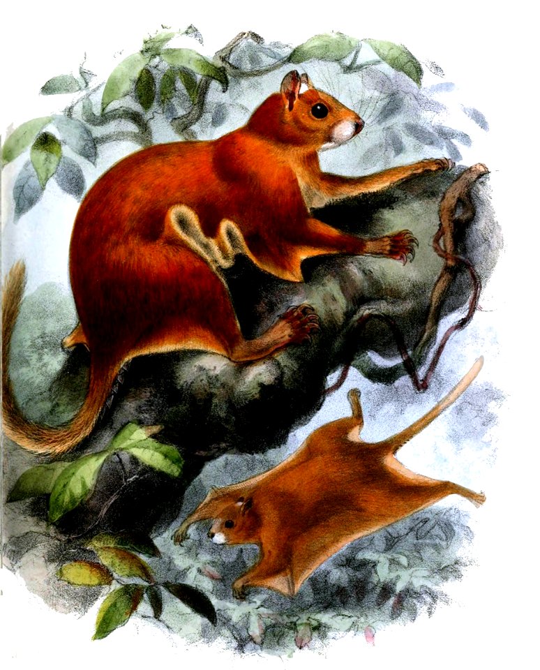 AnomalurusFulgensKeulemans