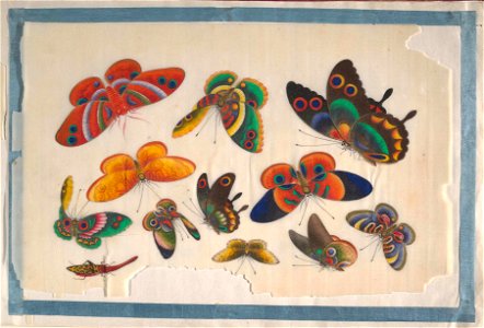 Anonymous - Album Containing Twelve Paintings of Insects - 58.79.2 - Metropolitan Museum of Art