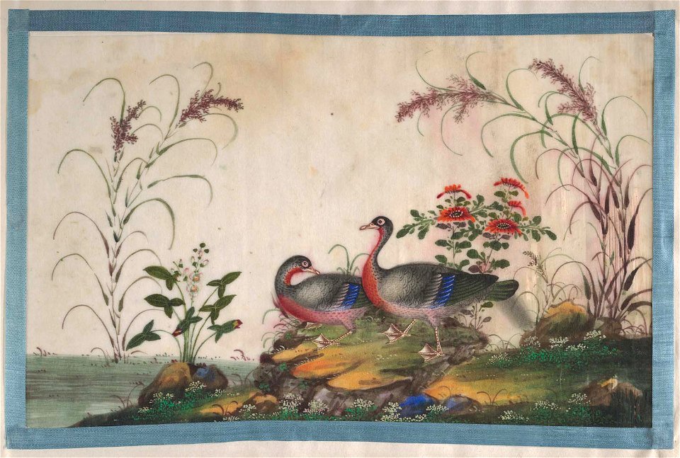 Anonymous - Album Containing Twelve Paintings of Birds - 58.79.1 - Metropolitan Museum of Art