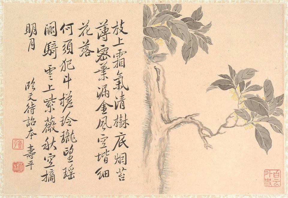 Anonymous - Cassia Tree - 1989.363.145 - Metropolitan Museum of Art
