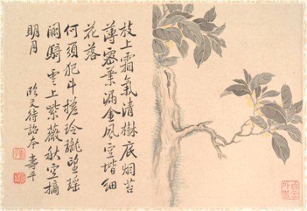 Anonymous - Cassia Tree - 1989.363.145 - Metropolitan Museum of Art