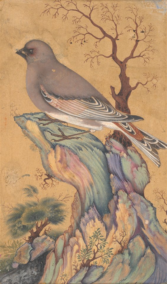 Anonymous - Desert Finch Perched on a Rock - 2001.138.10 - Yale University Art Gallery