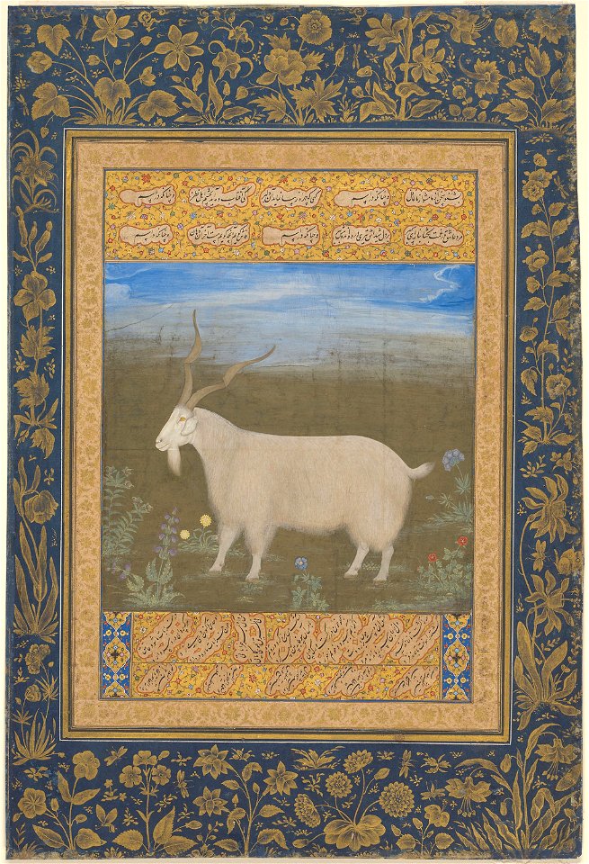 Anonymous - Portrait of a Ladakhi Mountain Goat - 1919.944 - Art Institute of Chicago