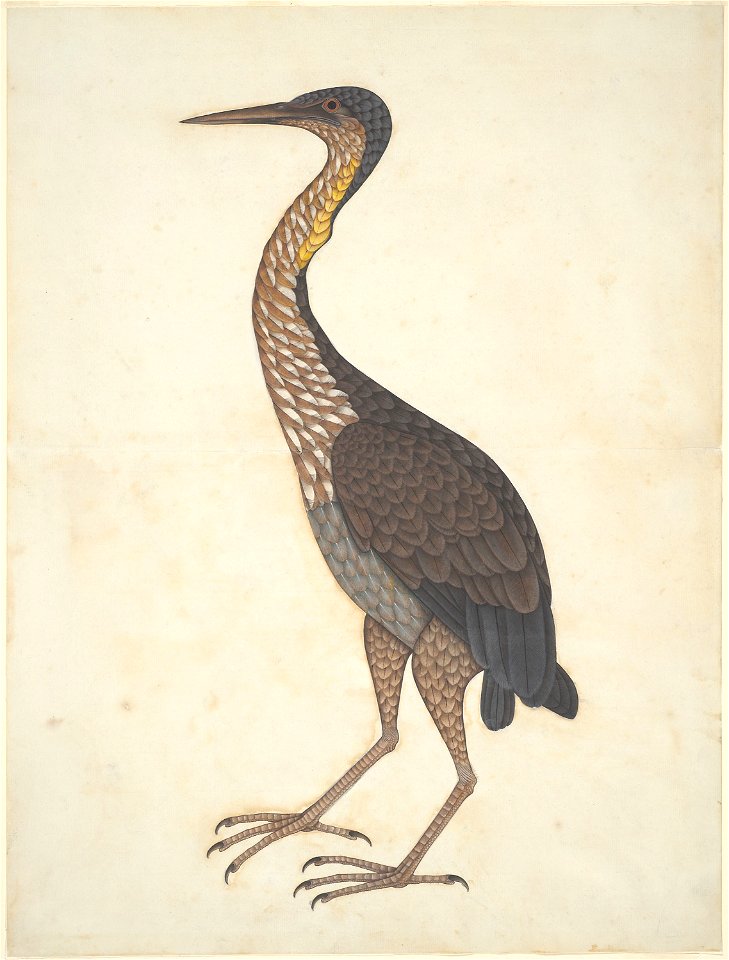 Anonymous - Purple Heron (Ardea purpurea) - 1995.259 - Art Institute of Chicago