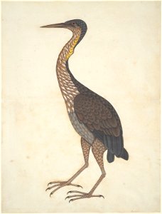 Anonymous - Purple Heron (Ardea purpurea) - 1995.259 - Art Institute of Chicago